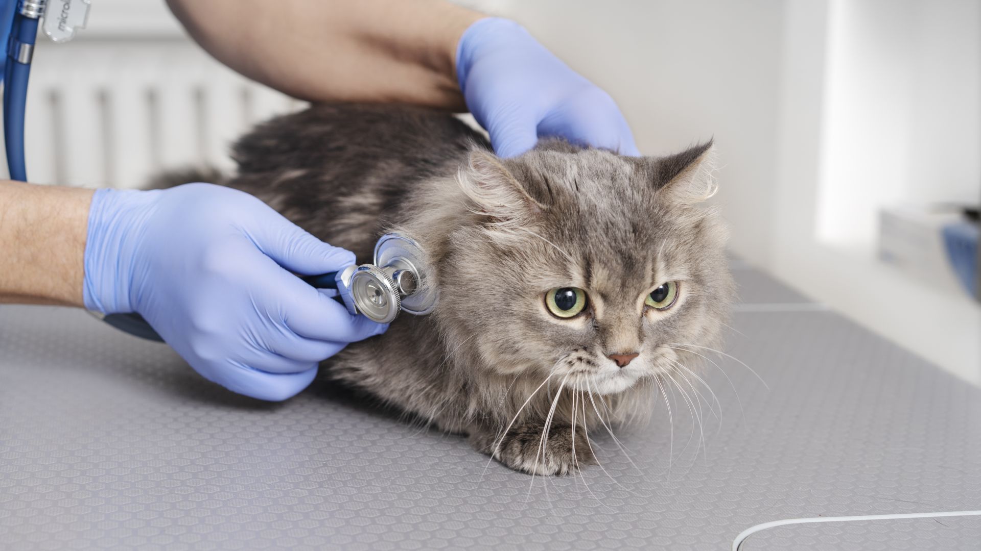 Message Success Integrative Animal Health Center