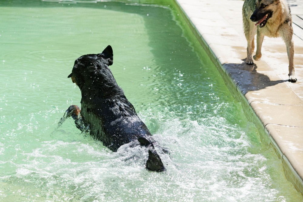 Pet Hydrotherapy service image<br />
