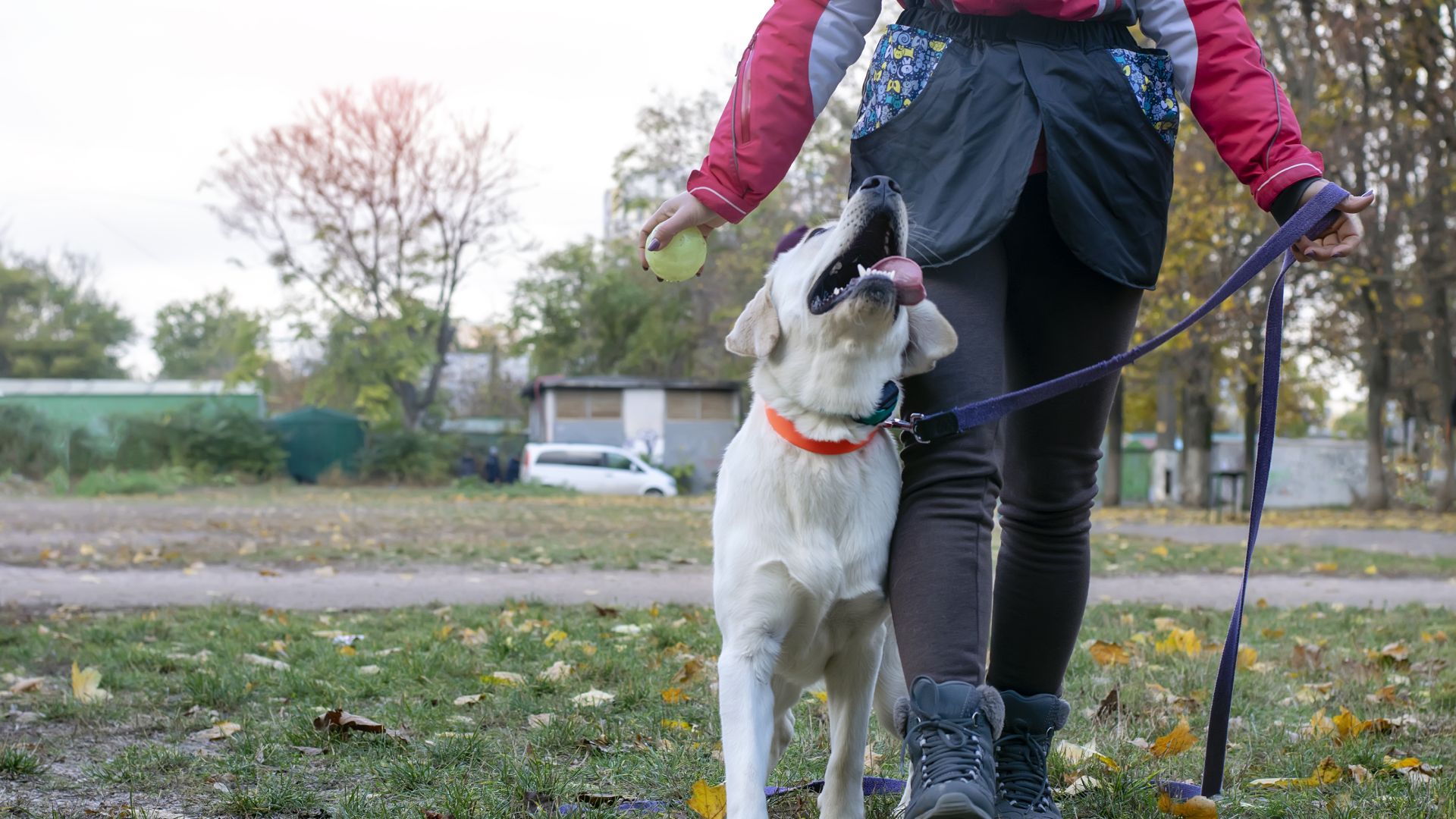 Bolton, MA 01740 Veterinary Jobs Integrative Animal Health Center
