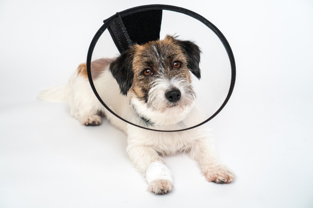 pet surgery service image